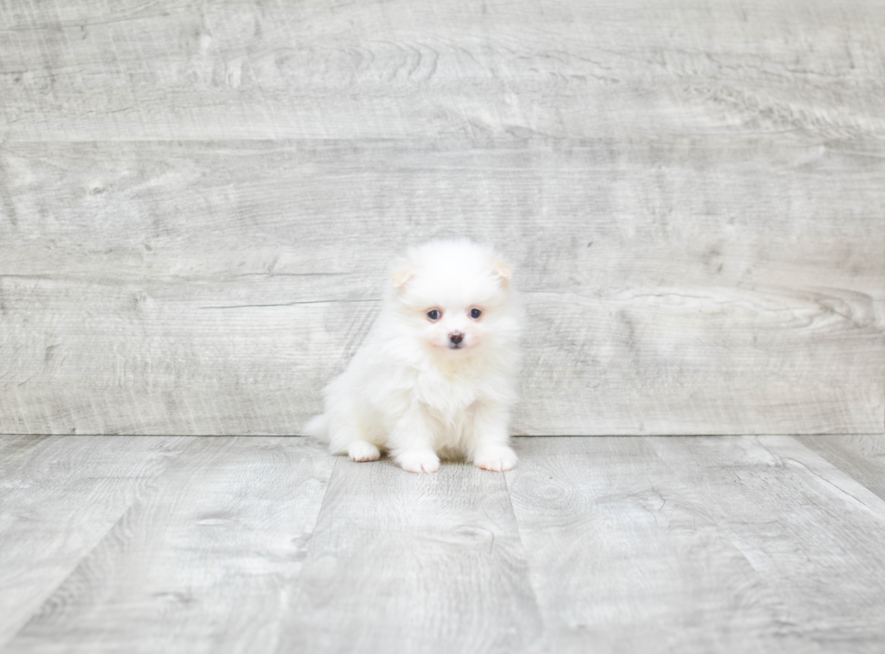 Fluffy Pomeranian Purebred Puppy