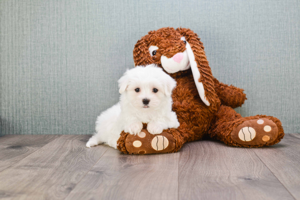 Maltese Puppy for Adoption