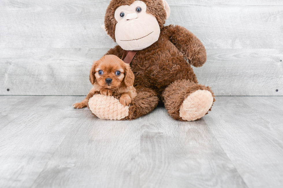 Little Cavalier King Charles Spaniel Baby