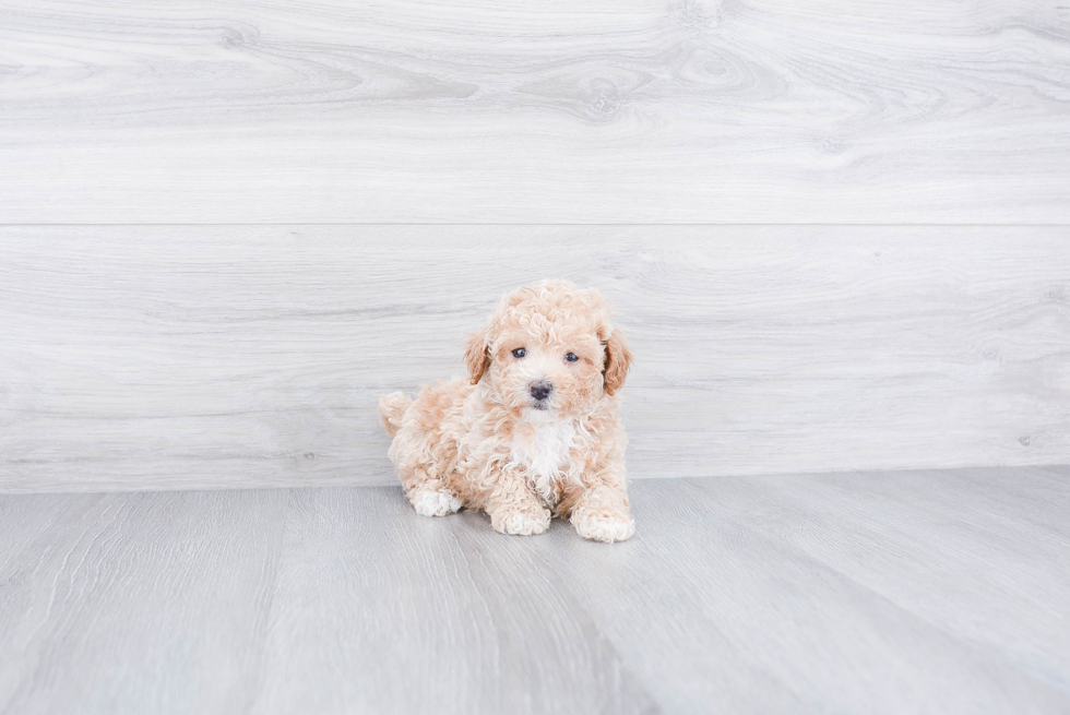 Smart Maltipoo Poodle Mix Pup