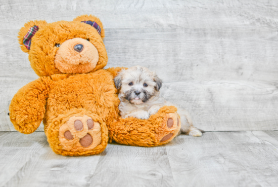 Fluffy Teddy Bear Designer Pup