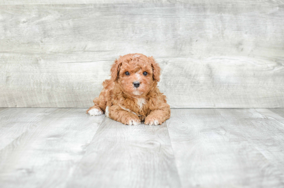 Small Cavapoo Baby