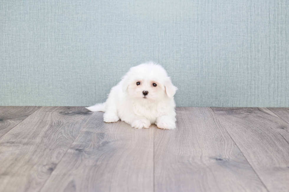 Maltese Pup Being Cute