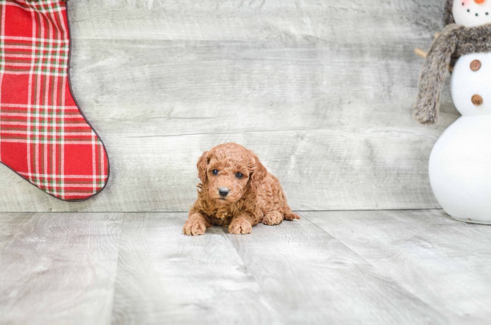 Best Mini Goldendoodle Baby