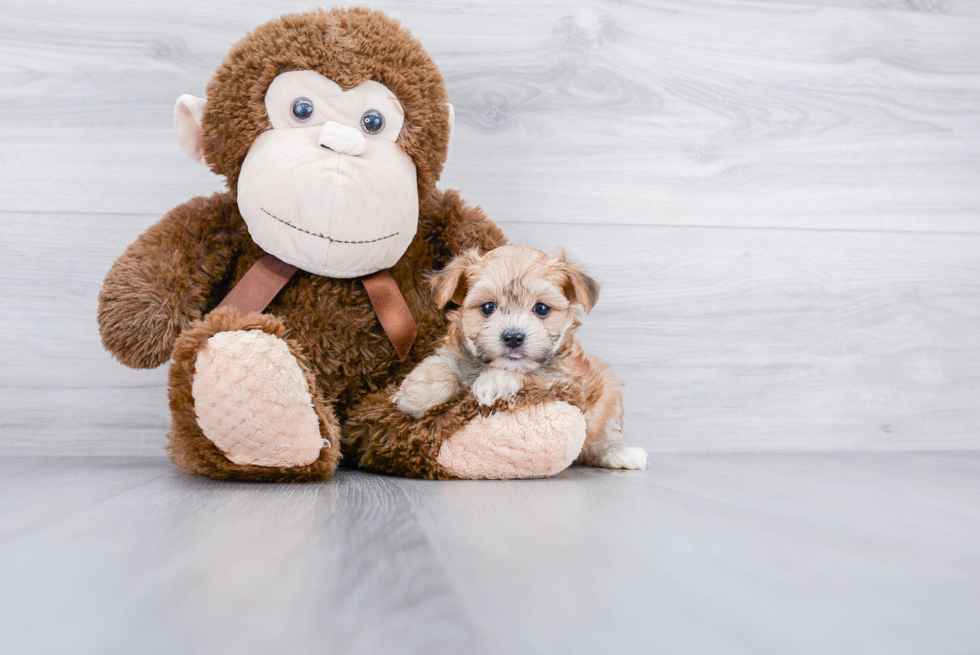 Morkie Pup Being Cute