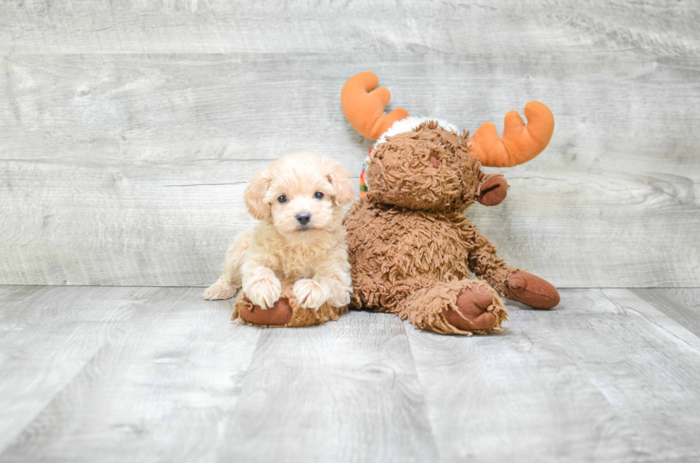 Cavapoo Puppy for Adoption