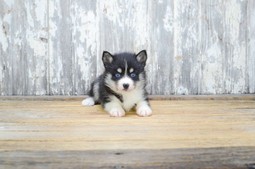 Pomsky Puppy for Adoption