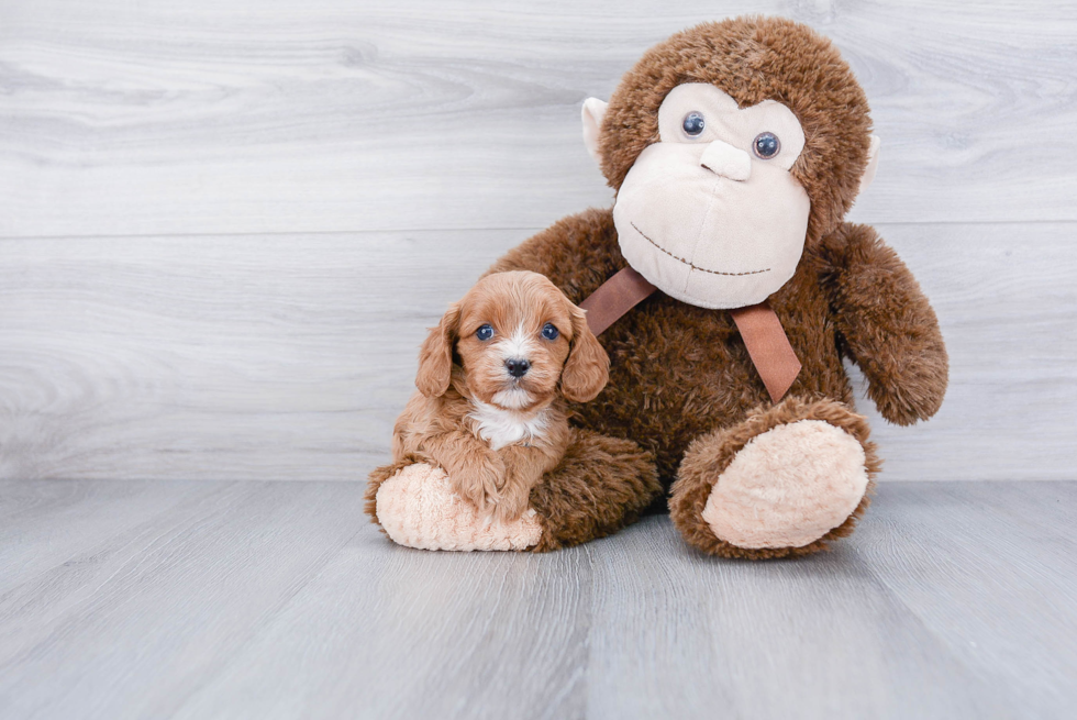 Popular Cavapoo Poodle Mix Pup