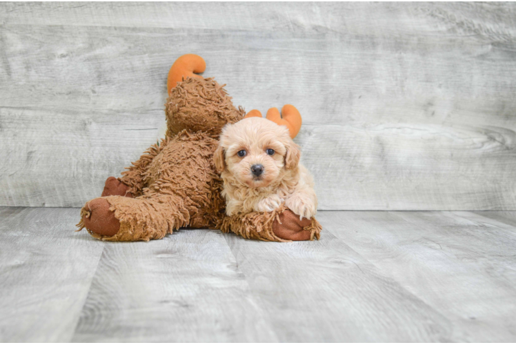 Small Maltipoo Baby