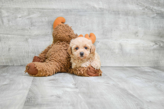 Small Maltipoo Baby