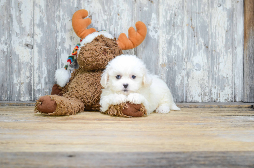 Happy Teddy Bear Baby