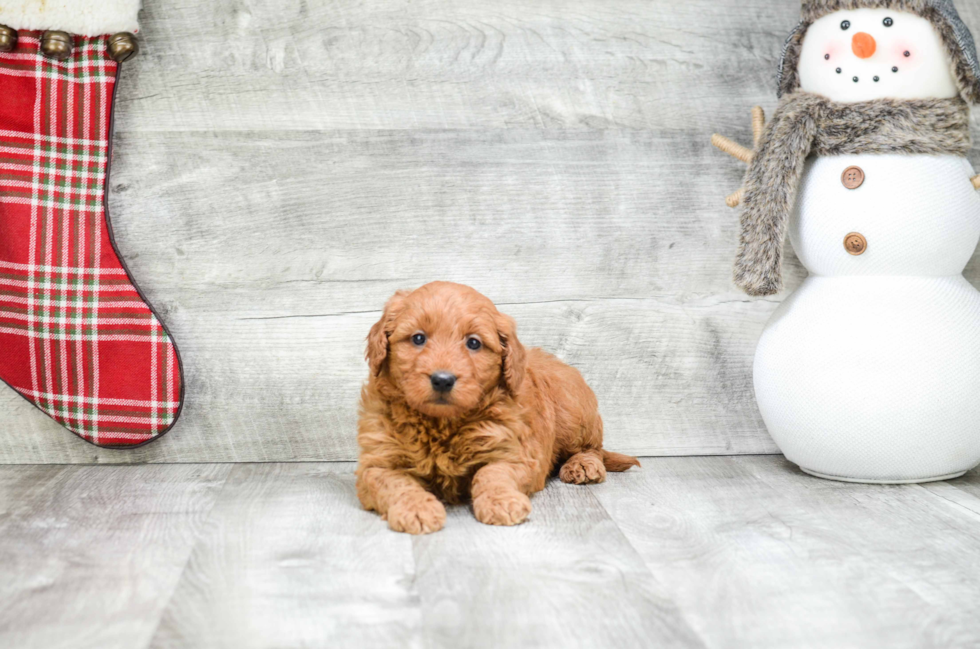Friendly Mini Goldendoodle Baby