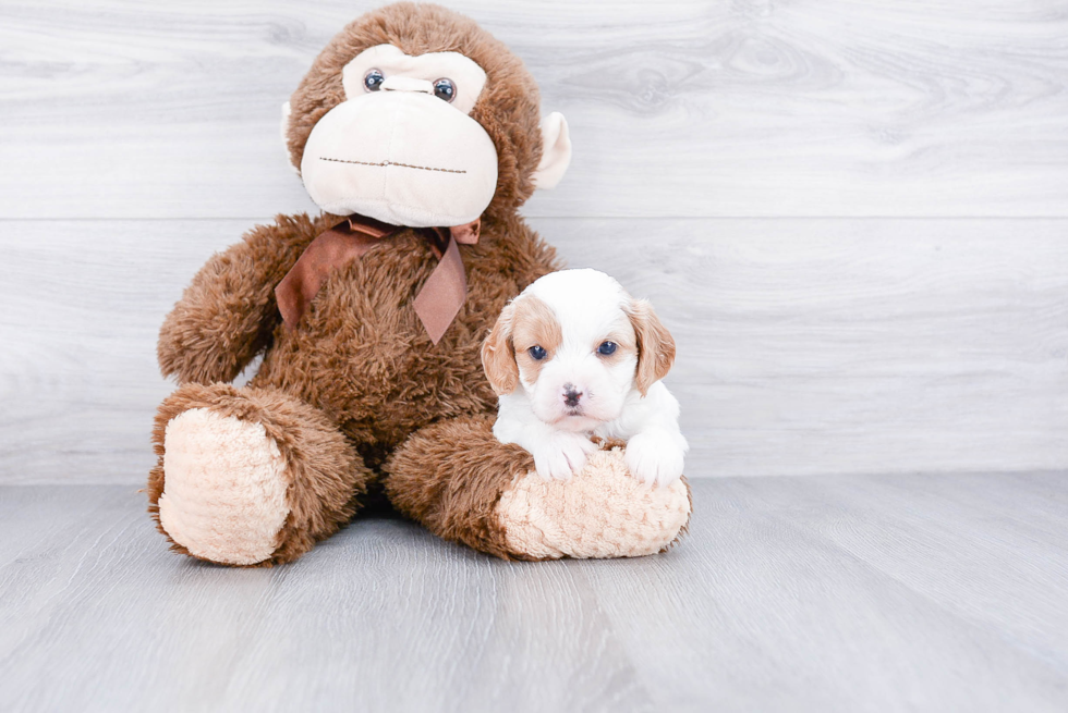 Cavapoo Puppy for Adoption