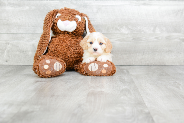 Sweet Cavachon Baby