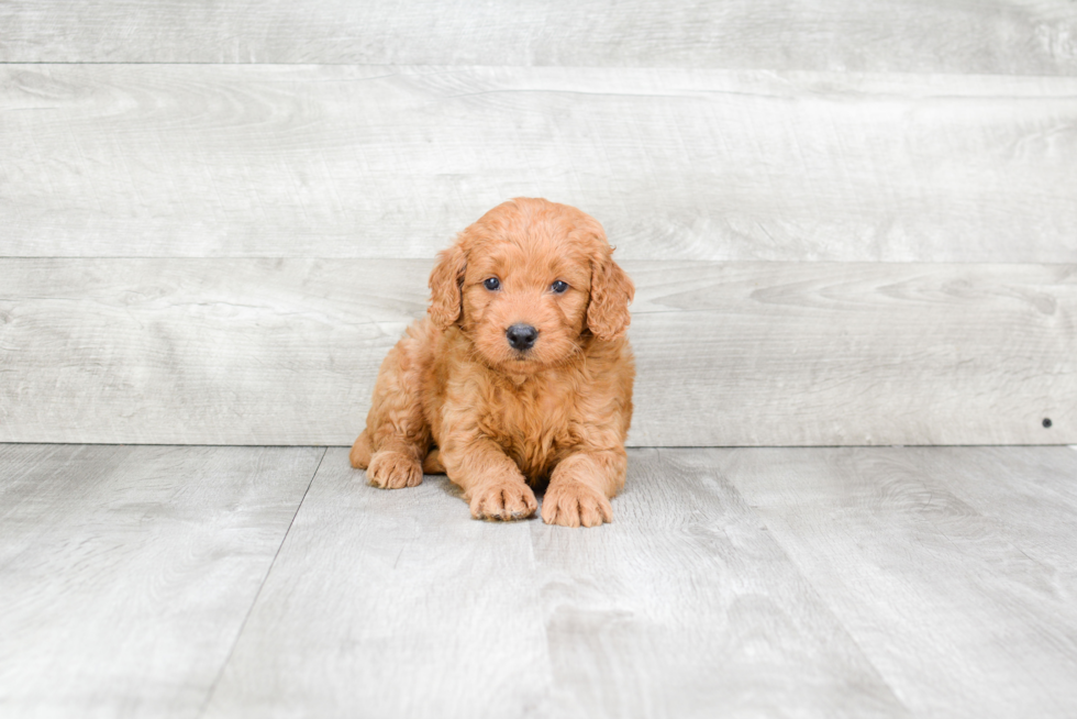 Smart Mini Goldendoodle Poodle Mix Pup