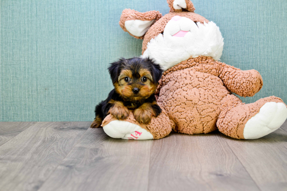 Meet Bronze - our Yorkshire Terrier Puppy Photo 