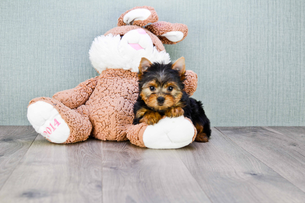 Meet Tinkerbell - our Yorkshire Terrier Puppy Photo 