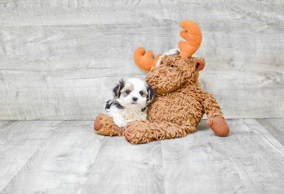 Cute Morkie Baby