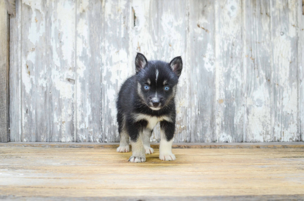 Pomsky Pup Being Cute