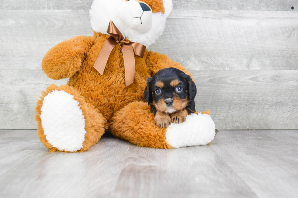 Cavalier King Charles Spaniel Pup Being Cute