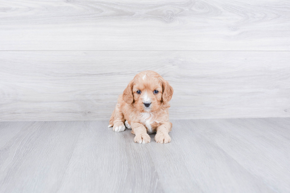 Funny Cavapoo Poodle Mix Pup