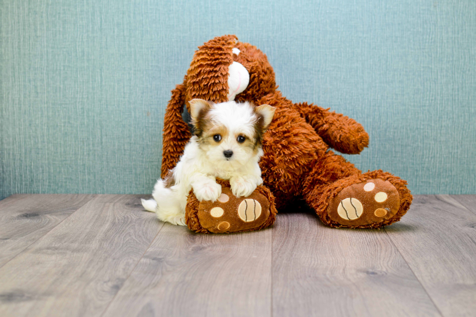 Playful Yorkie Designer Puppy