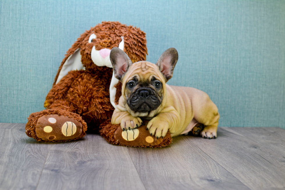 Best French Bulldog Baby