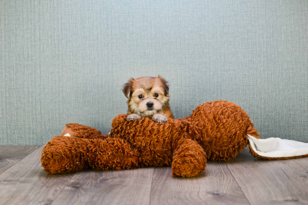 Small Morkie Baby