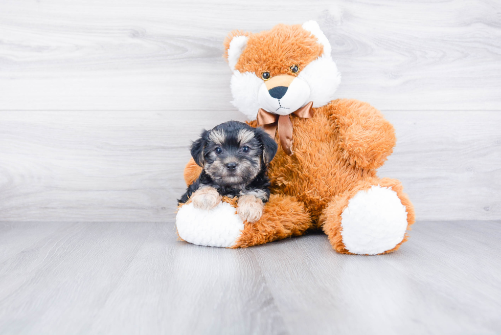 Morkie Puppy for Adoption