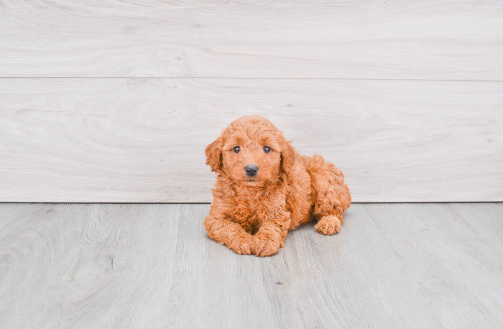 Best Mini Goldendoodle Baby