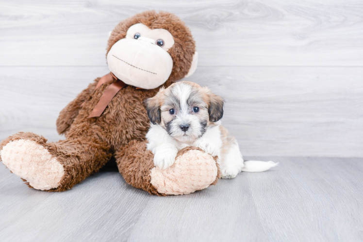 Petite Teddy Bear Designer Pup