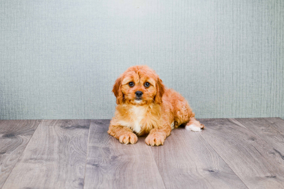 Playful Cavoodle Poodle Mix Puppy