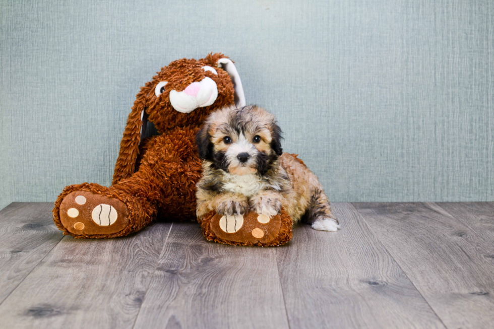 Energetic Yorkie Designer Puppy