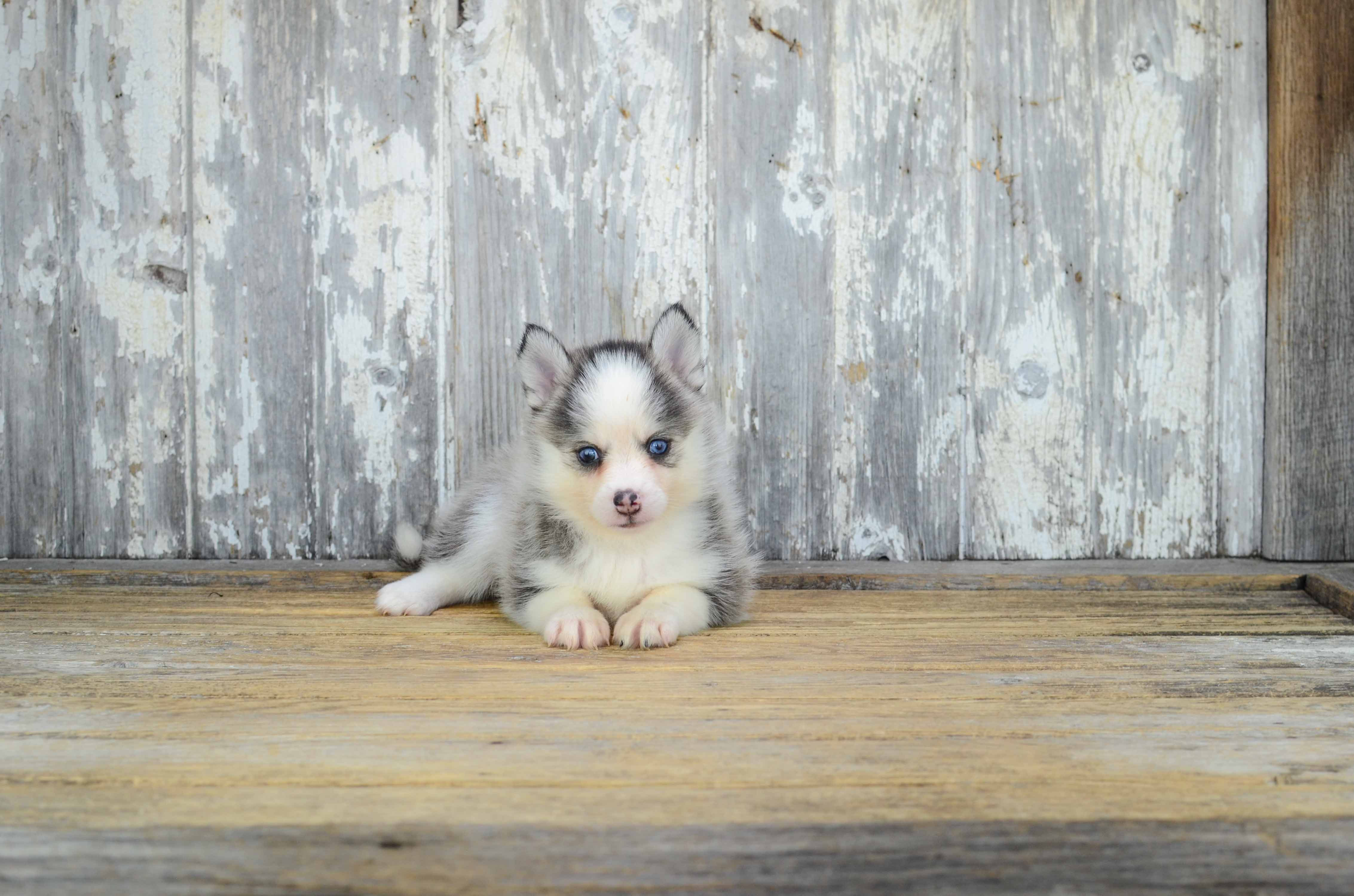 Cute Pomsky Baby
