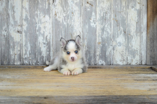 Cute Pomsky Baby