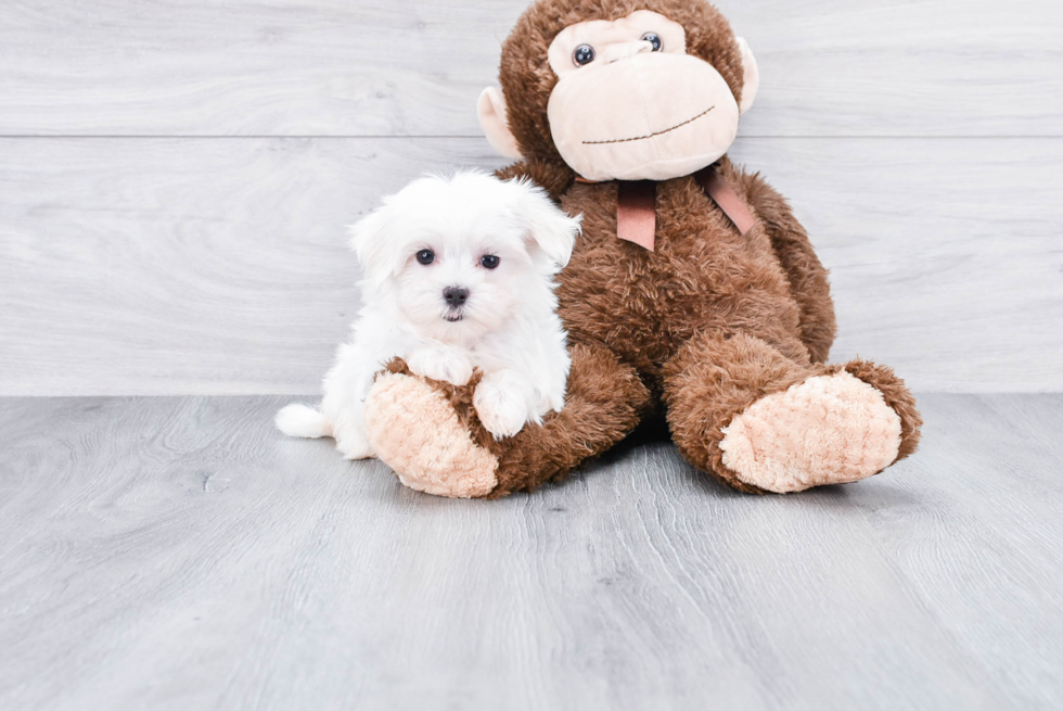 Small Maltese Purebred Pup