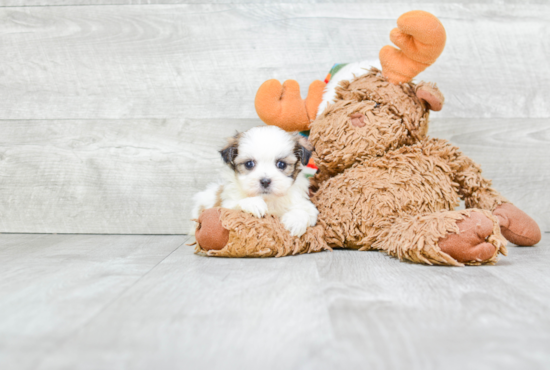 Cute Teddy Bear Baby