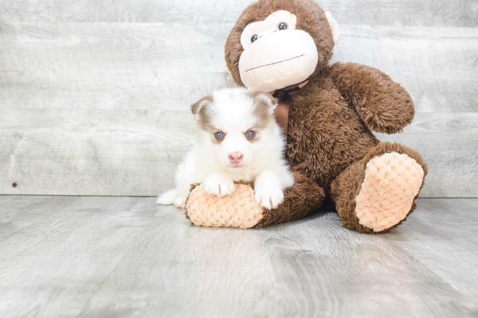 Pomsky Puppy for Adoption