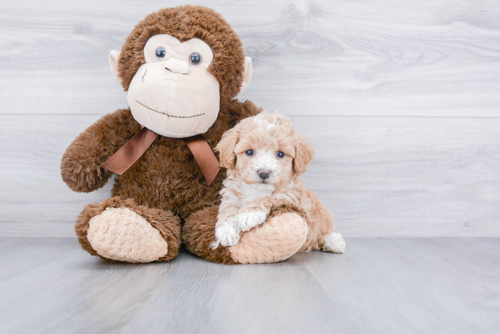 Hypoallergenic Maltepoo Poodle Mix Puppy