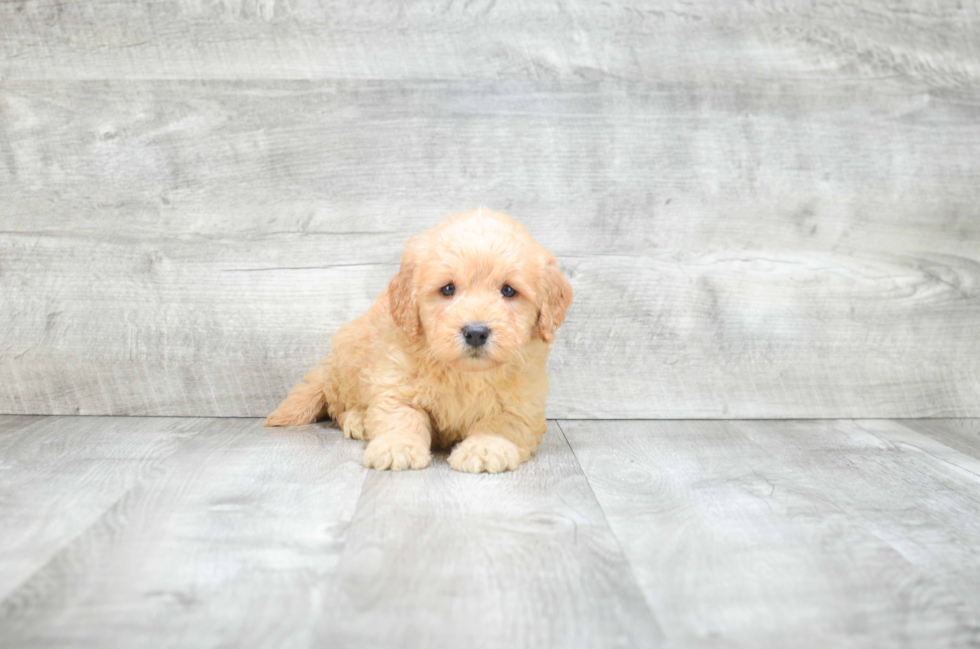 Mini Goldendoodle Pup Being Cute