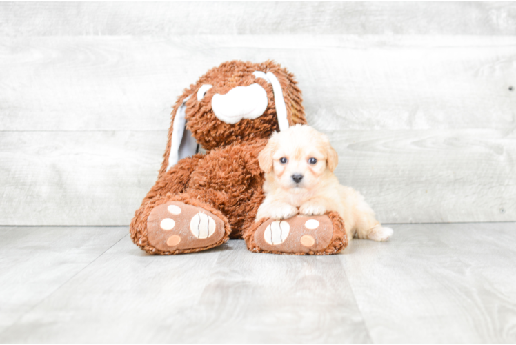 Adorable Cavalier Designer Puppy