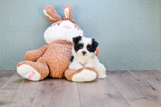 Morkie Pup Being Cute