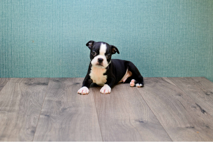 Boston Terrier Pup Being Cute