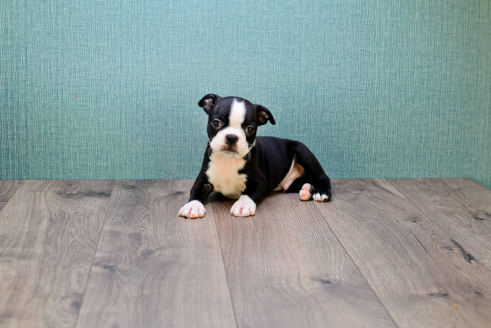 Boston Terrier Pup Being Cute