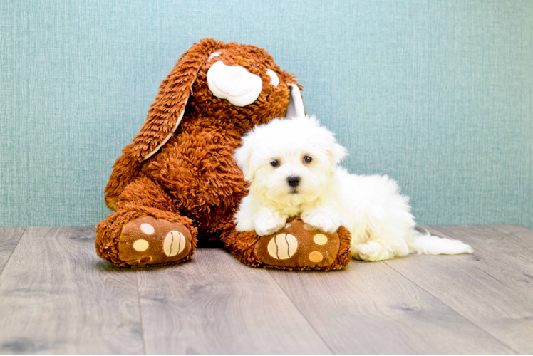 Little Maltese Purebred Pup