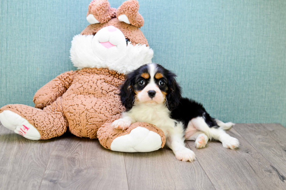 Energetic Cavalier King Charles Spaniel Purebred Puppy