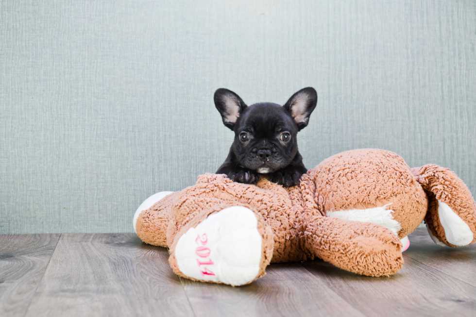 Best French Bulldog Baby