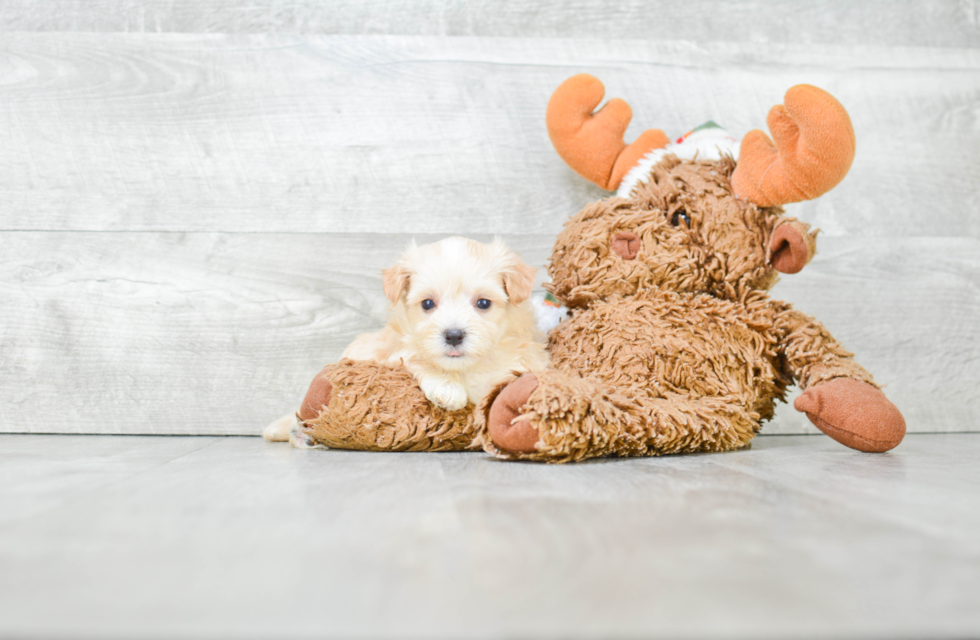 Hypoallergenic Maltese Poodle Poodle Mix Puppy