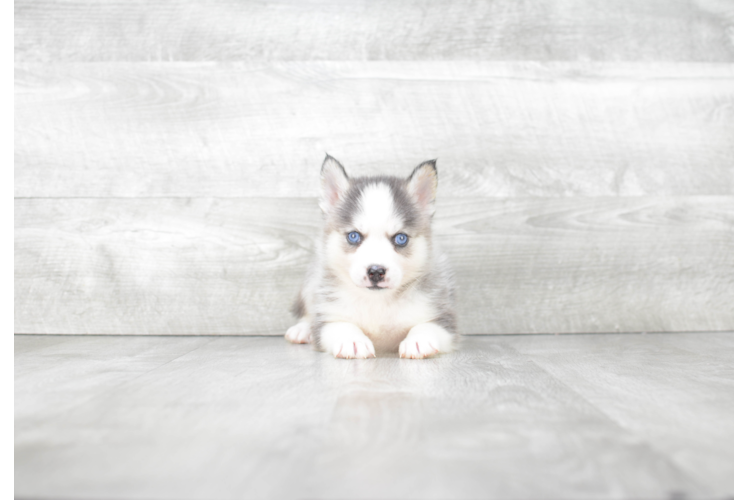 Petite Pomsky Designer Pup