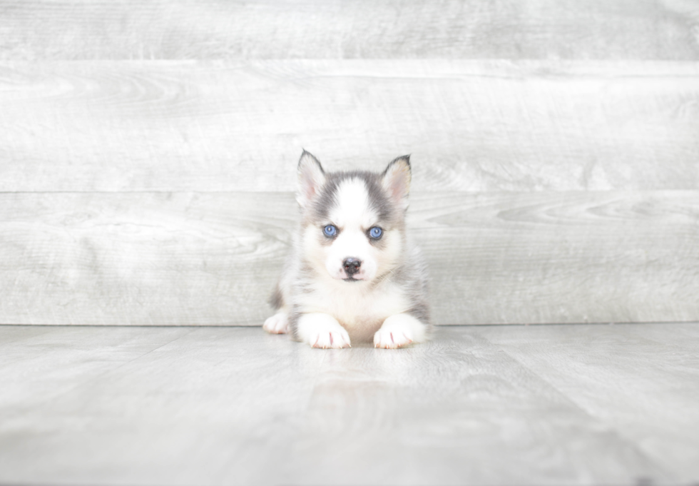 Petite Pomsky Designer Pup